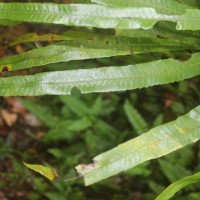 Alsophila sinuata  (Hook. & Grev.) R.M.Tryon